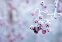 脳から冷やす! 脳から冷やす!