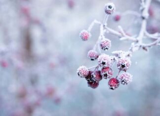 脳から冷やす! 脳から冷やす!