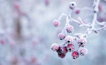 脳から冷やす! 脳から冷やす!